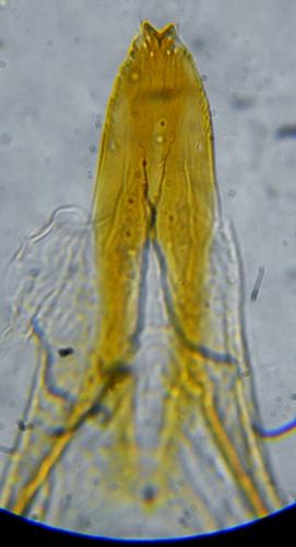 Brachypterus urticae